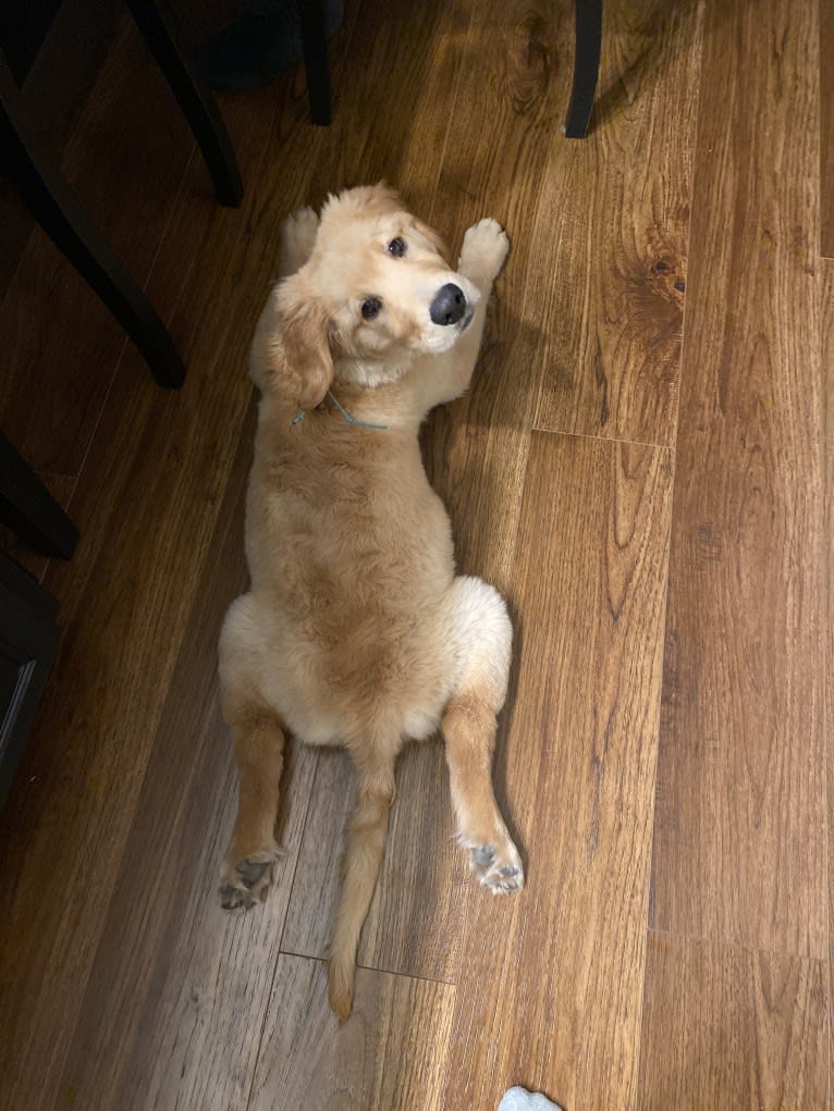 Echo, a Golden Retriever and Labrador Retriever mix tested with EmbarkVet.com