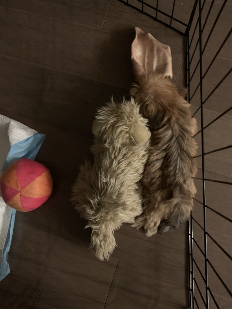 Gonta, a Yorkshire Terrier and Cocker Spaniel mix tested with EmbarkVet.com