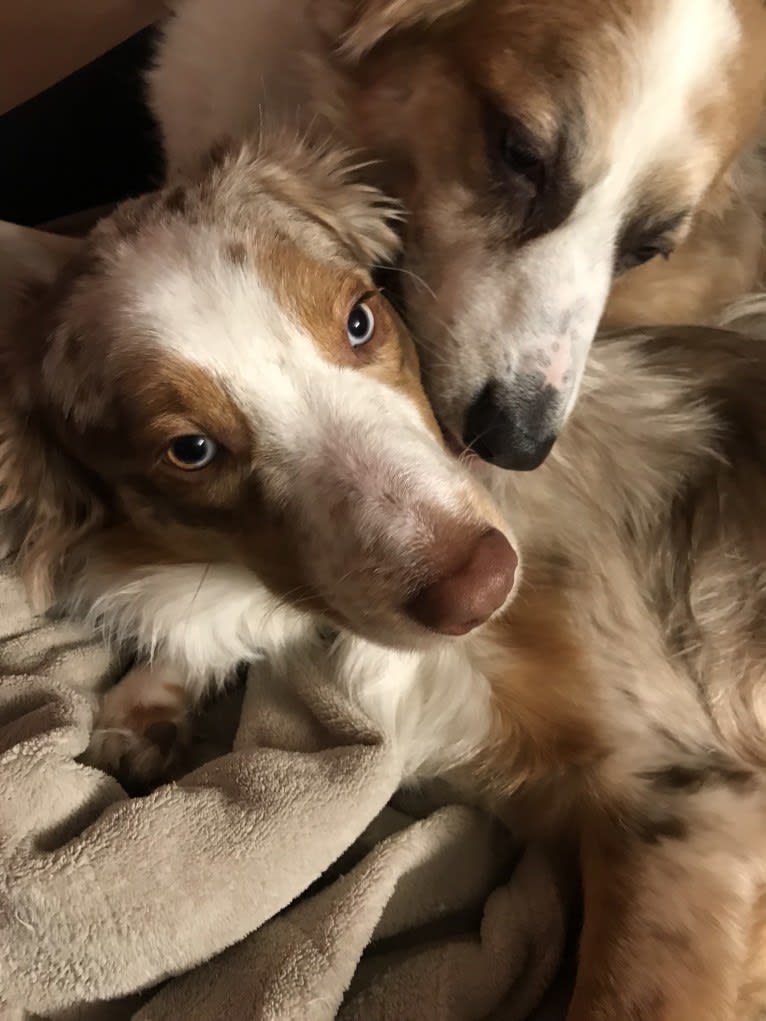 Harrison, an Australian Shepherd and Border Collie mix tested with EmbarkVet.com