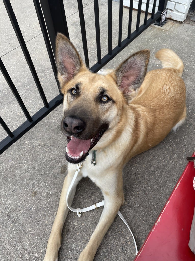 Enzo, a Siberian Husky and German Shepherd Dog mix tested with EmbarkVet.com