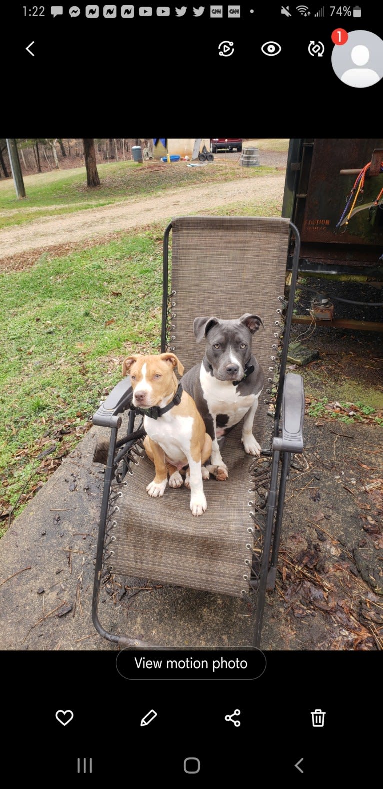 Tater, an American Pit Bull Terrier tested with EmbarkVet.com