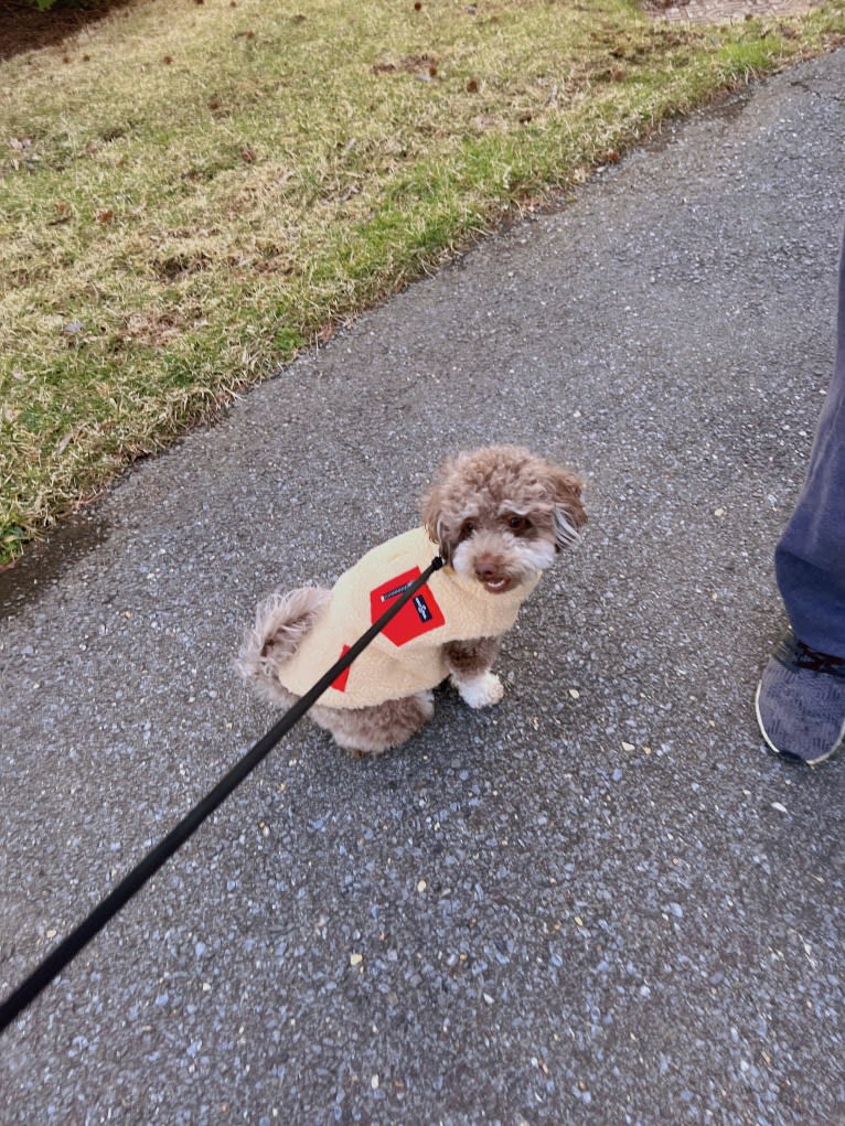 Luna, a Poodle (Small) tested with EmbarkVet.com