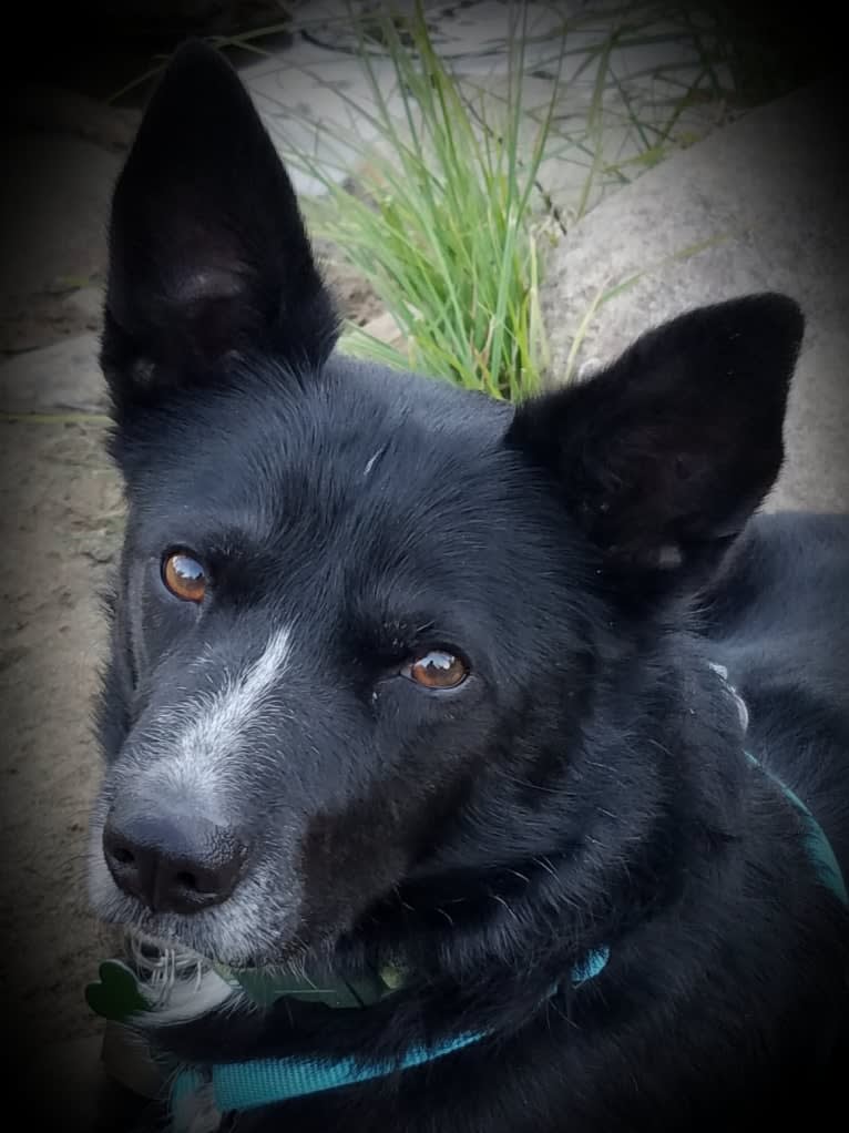 Winston, a German Shepherd Dog and American Pit Bull Terrier mix tested with EmbarkVet.com