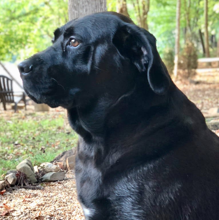 Moose, a Boxer and Labrador Retriever mix tested with EmbarkVet.com