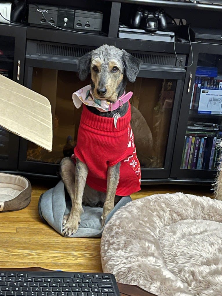 Hayley, an Aussiedoodle tested with EmbarkVet.com