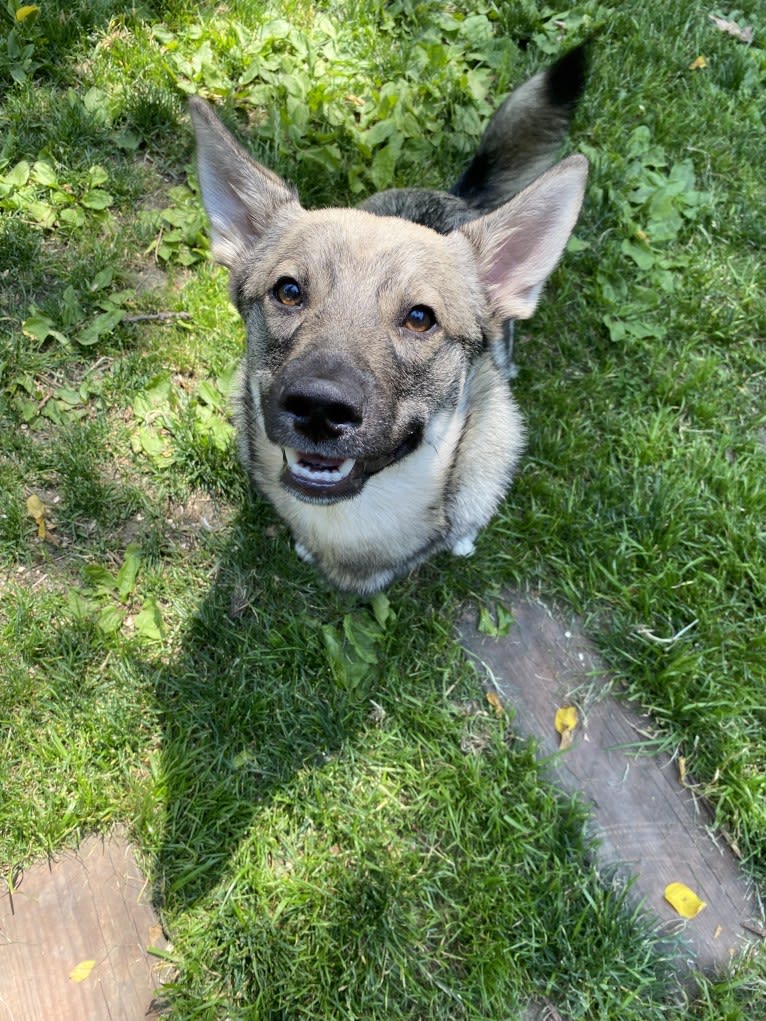 Ferngully, a Swedish Vallhund tested with EmbarkVet.com