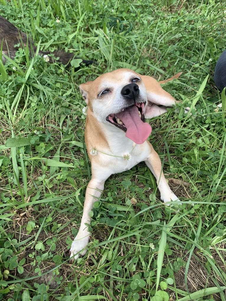 Marshall, a Chihuahua and Dachshund mix tested with EmbarkVet.com