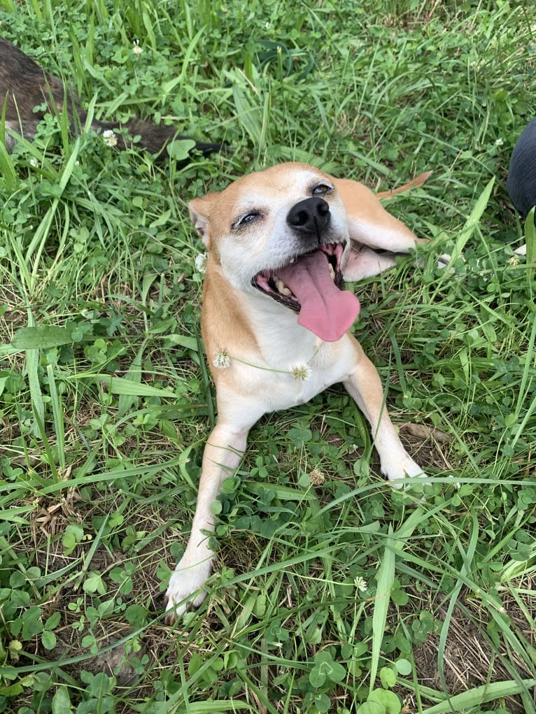 Marshall, a Chihuahua and Dachshund mix tested with EmbarkVet.com