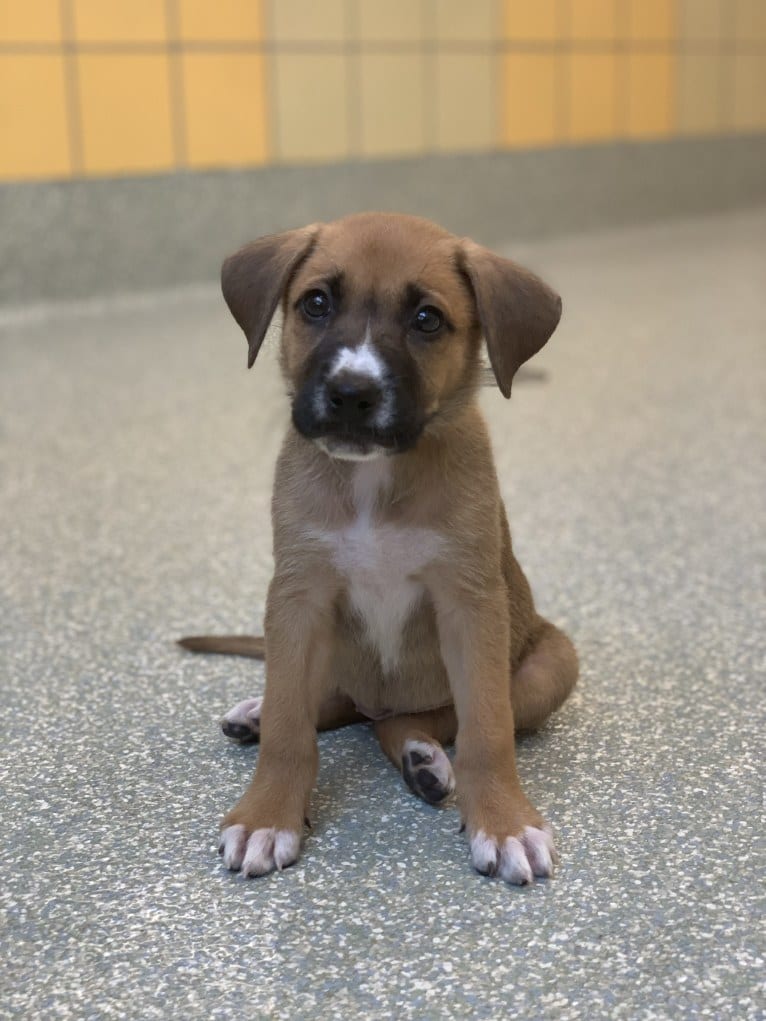 Brownie, an American Pit Bull Terrier and German Shepherd Dog mix tested with EmbarkVet.com