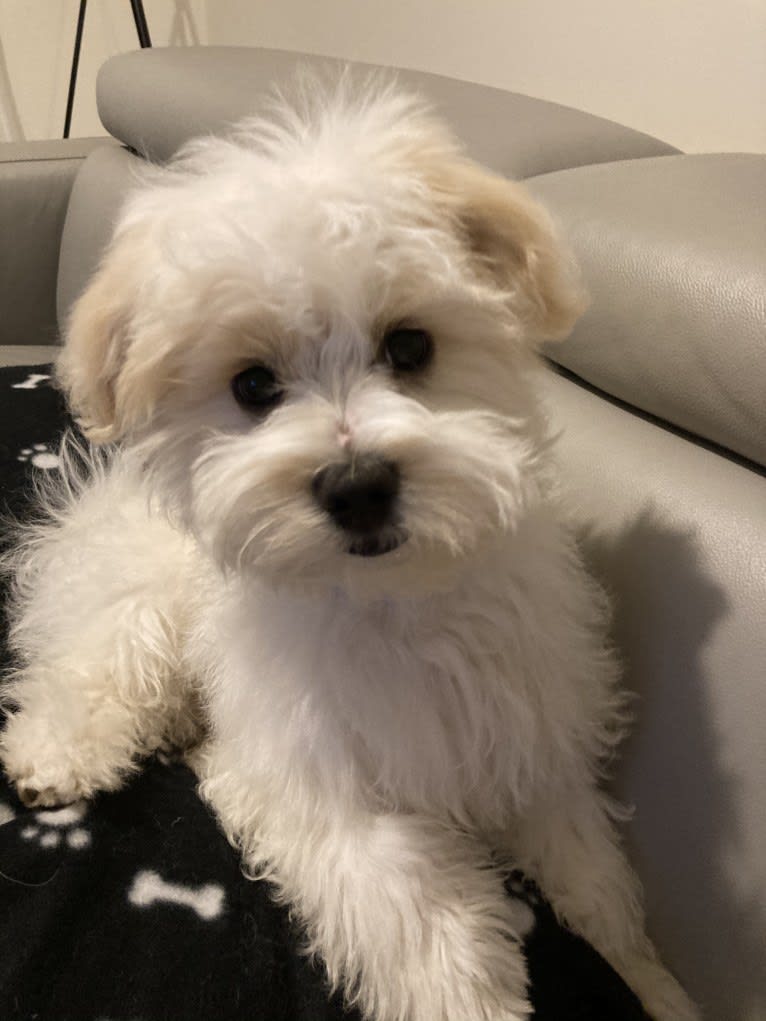 Murphy, a Maltese and Shih Tzu mix tested with EmbarkVet.com