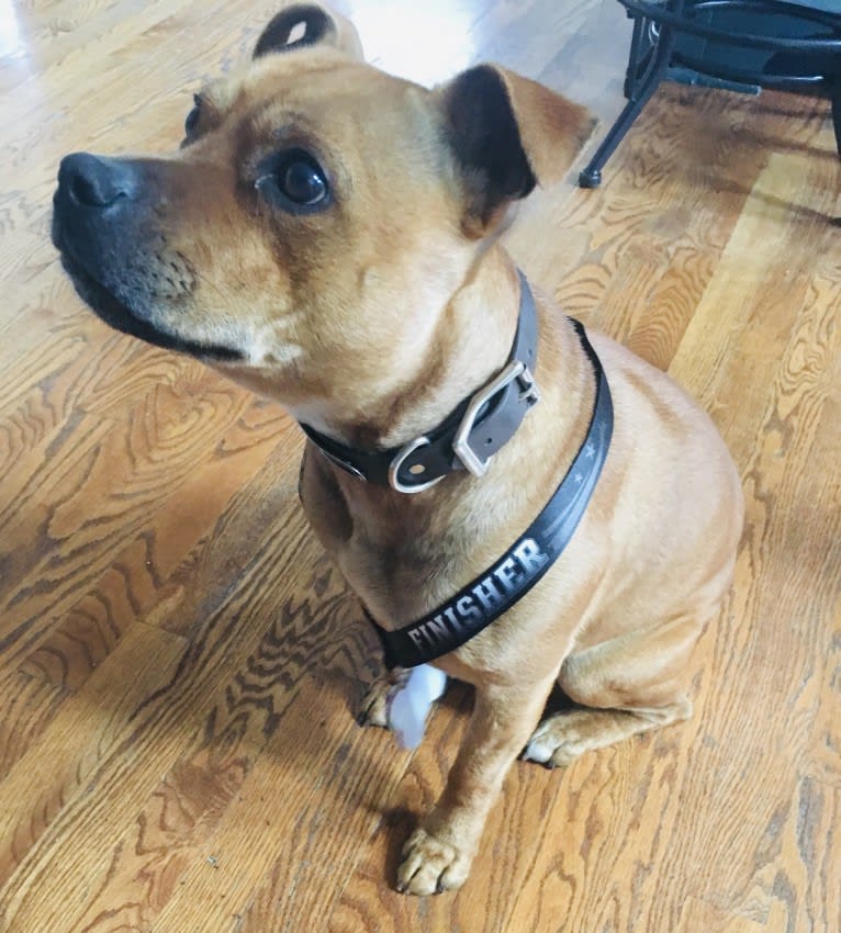 Tonka, a Staffordshire Bull Terrier tested with EmbarkVet.com