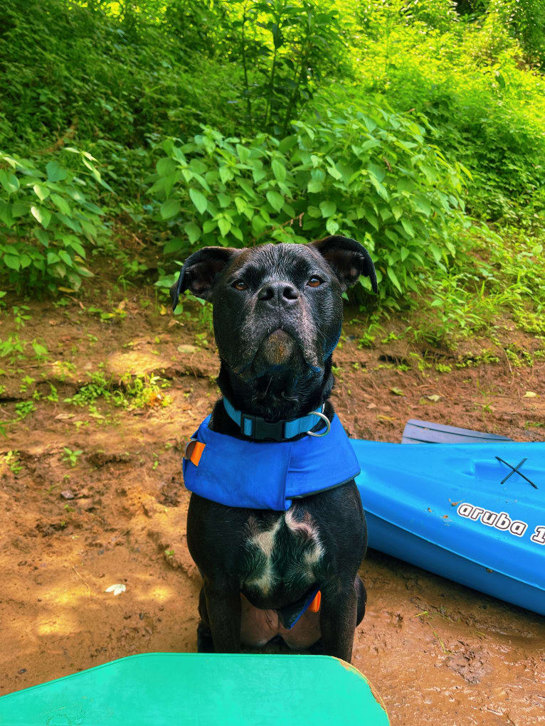 Zhala, a Cane Corso and American Pit Bull Terrier mix tested with EmbarkVet.com