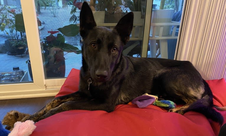 Ronan, a German Shepherd Dog and Belgian Malinois mix tested with EmbarkVet.com