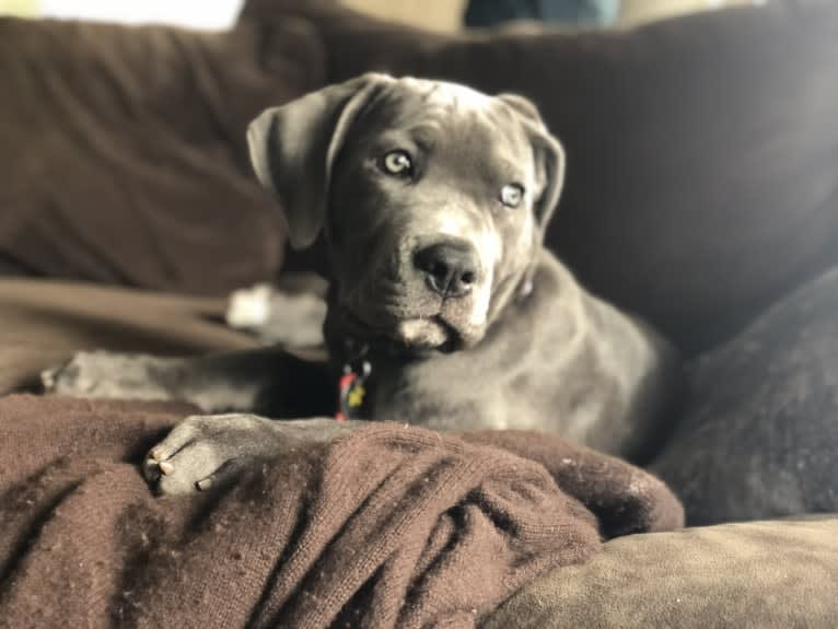 Hana, a Cane Corso tested with EmbarkVet.com