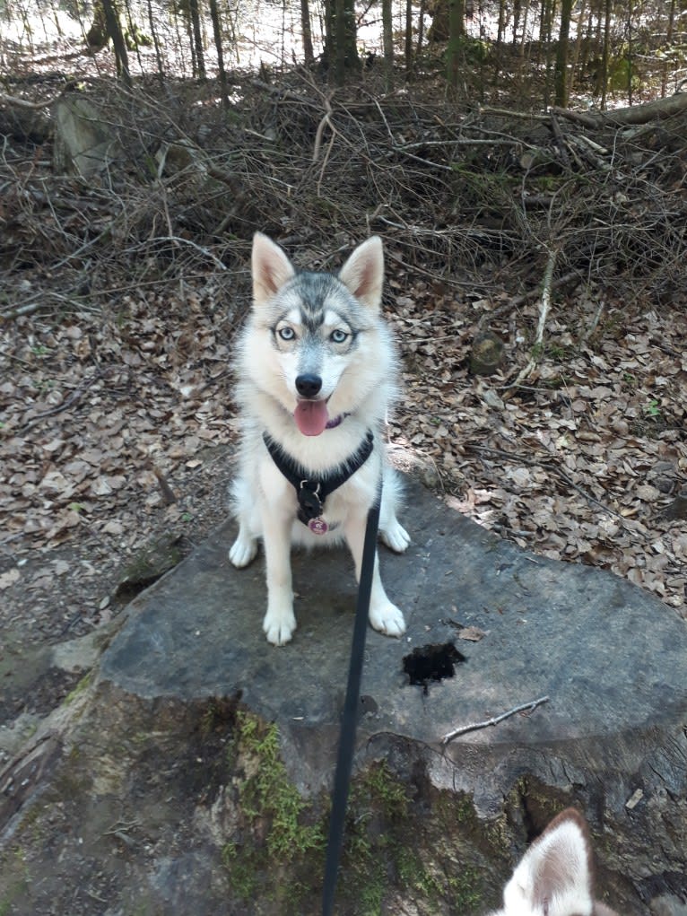 Delhia, a Siberian Husky and Pomeranian mix tested with EmbarkVet.com