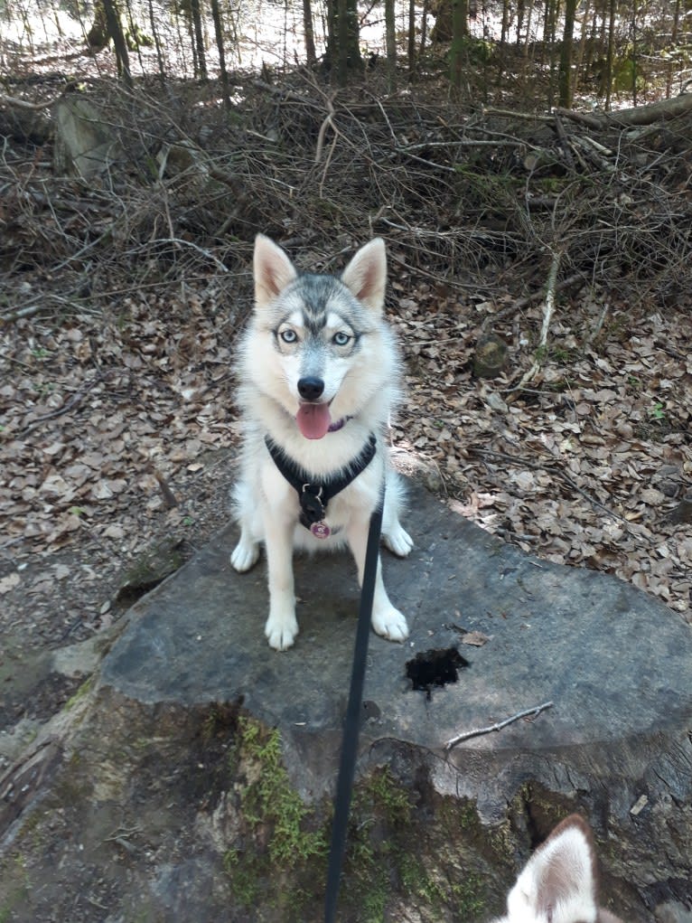 Delhia, a Siberian Husky and Pomeranian mix tested with EmbarkVet.com