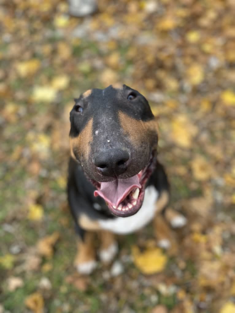 Barrington Sterling Edwards, a Bull Terrier tested with EmbarkVet.com