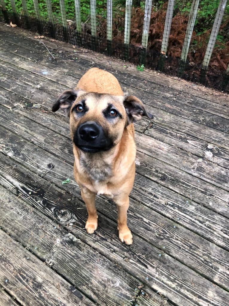 Nico, a Norwegian Elkhound and American Pit Bull Terrier mix tested with EmbarkVet.com