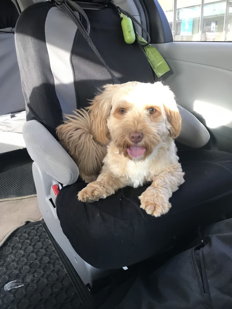 Daisy, a Poodle (Small) and Shih Tzu mix tested with EmbarkVet.com