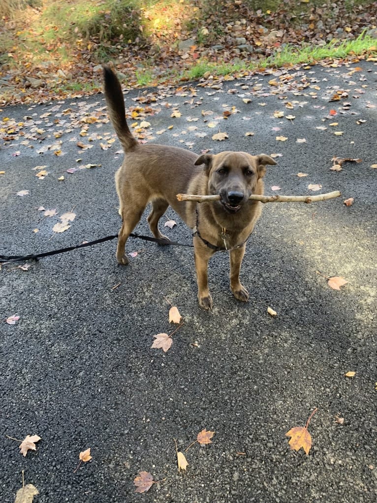 Gracie, an American Pit Bull Terrier and Labrador Retriever mix tested with EmbarkVet.com