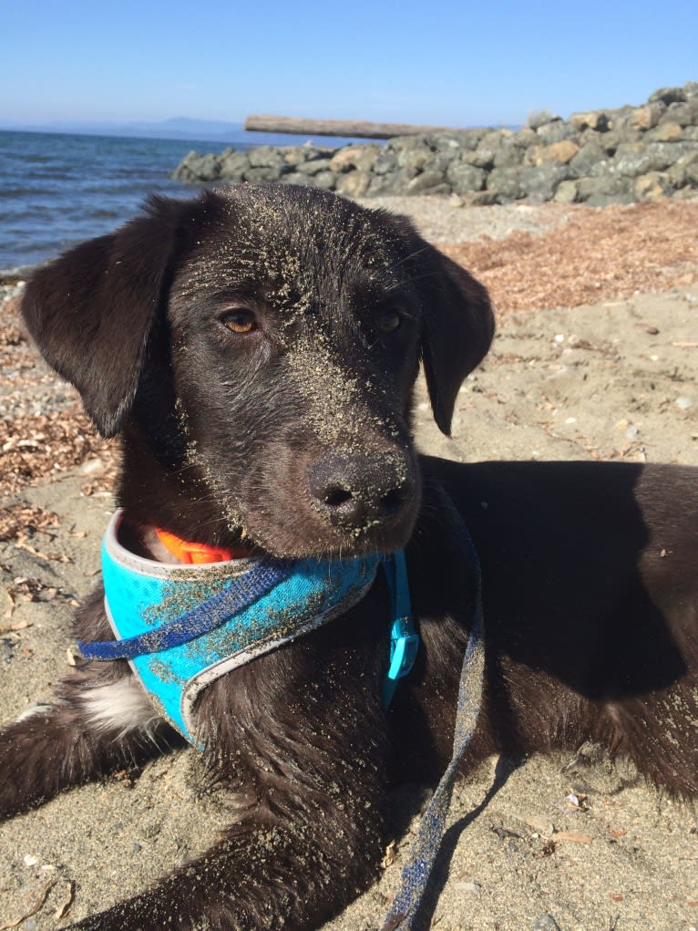 Guinness, a Labrador Retriever and Australian Cattle Dog mix tested with EmbarkVet.com