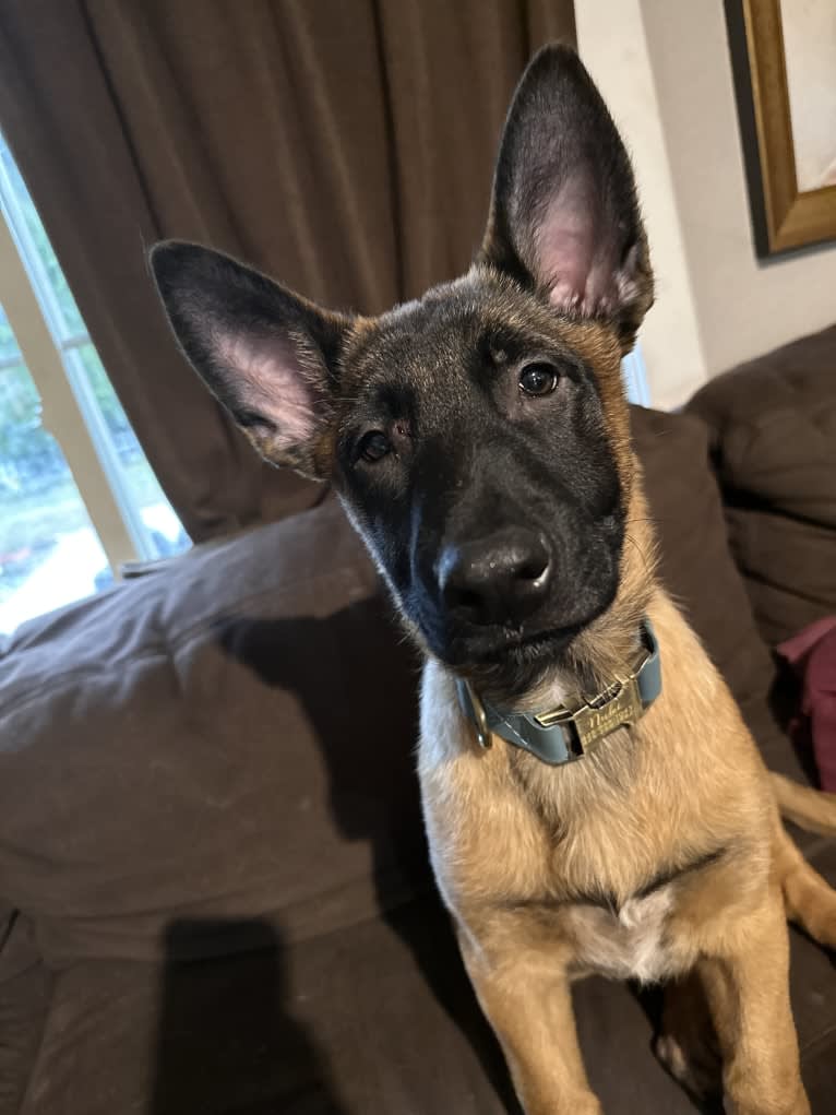 Nubi, a Belgian Malinois and German Shepherd Dog mix tested with EmbarkVet.com