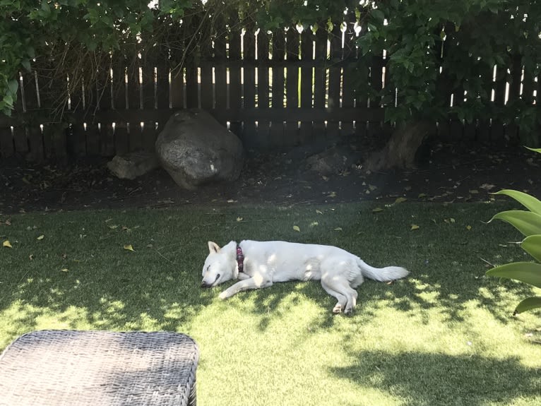 Char, a Jindo tested with EmbarkVet.com