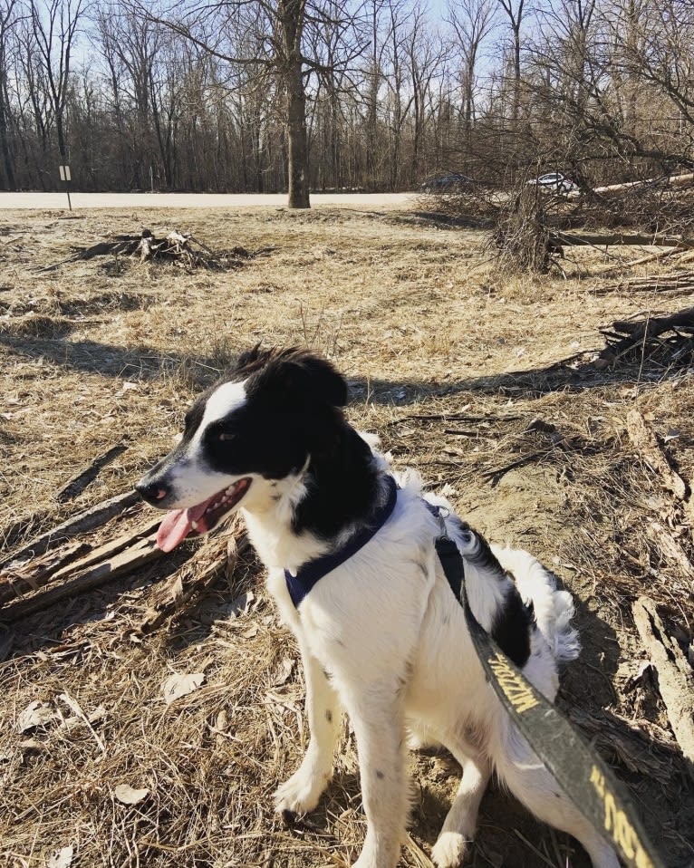 Floyd, a German Shepherd Dog and Australian Cattle Dog mix tested with EmbarkVet.com