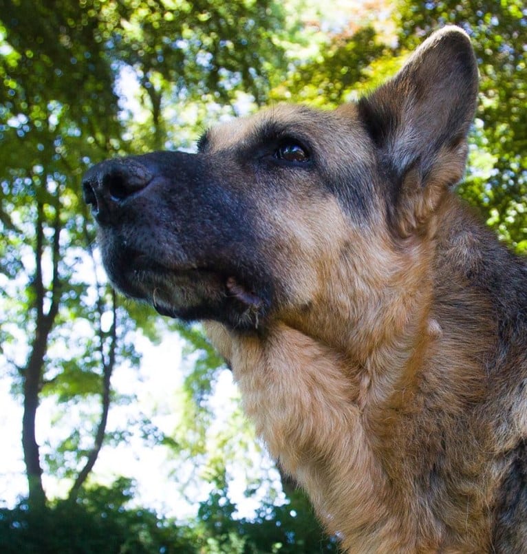 Tello, a German Shepherd Dog tested with EmbarkVet.com