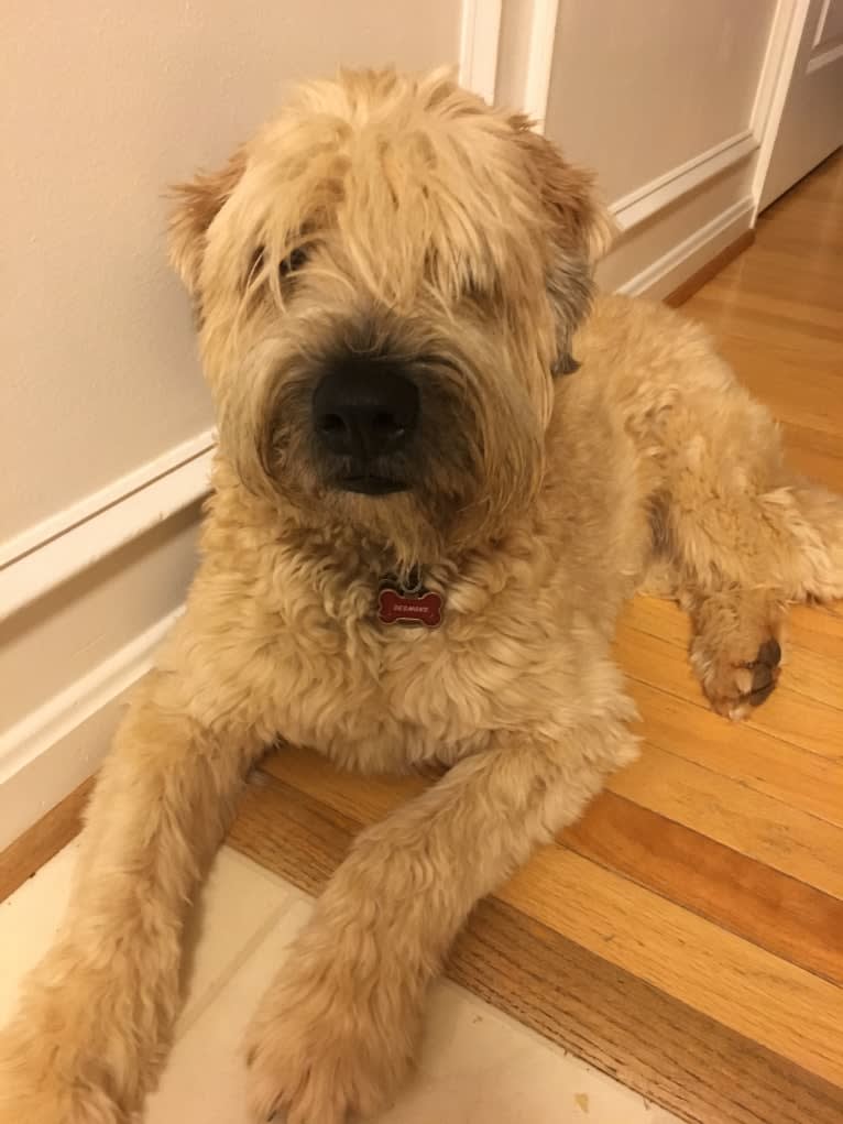 Desmond, a Soft Coated Wheaten Terrier tested with EmbarkVet.com