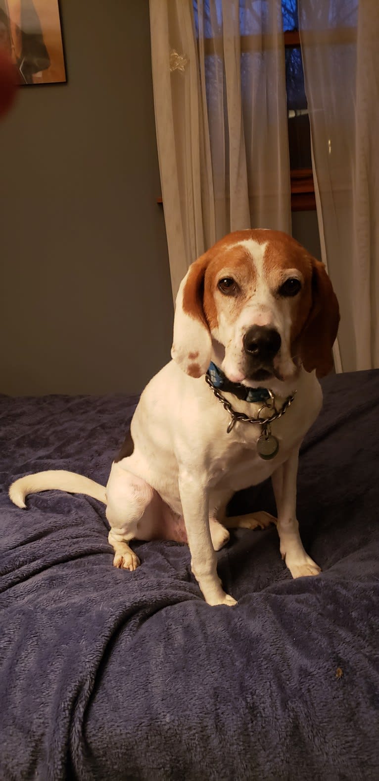 Little Joe, aka "Scar Face,"  Our #1 Hound Dog, a Treeing Walker Coonhound tested with EmbarkVet.com