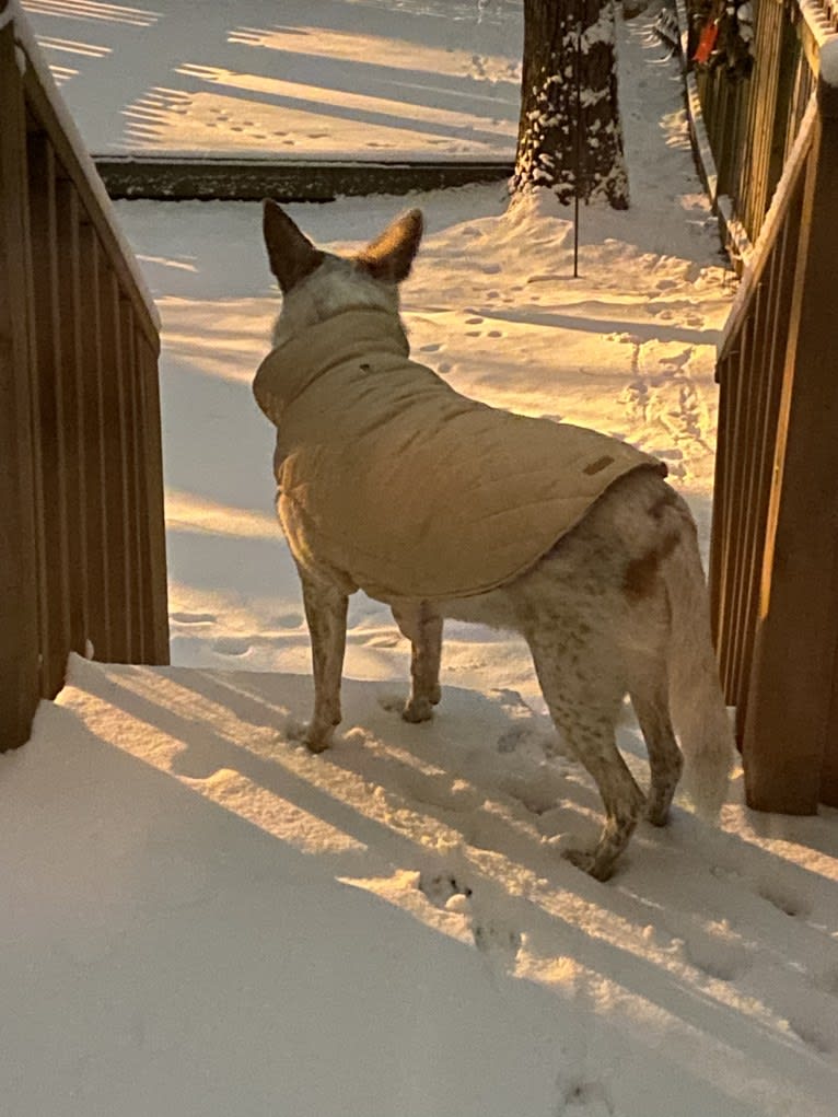 Ginger, an Australian Cattle Dog and German Shepherd Dog mix tested with EmbarkVet.com