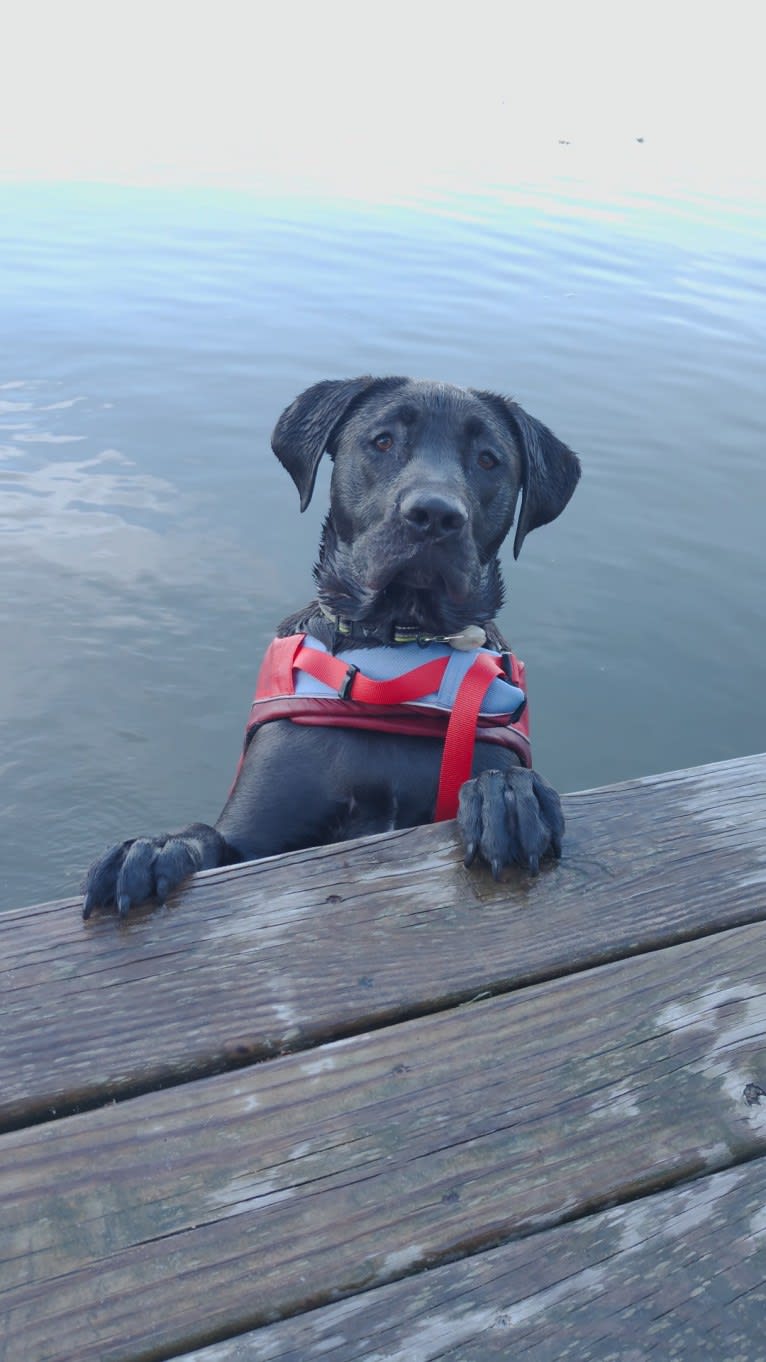 Ottis, a Perro de Presa Canario and English Springer Spaniel mix tested with EmbarkVet.com