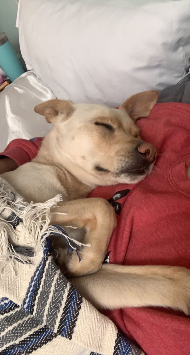 pancake 🥞, a Siberian Husky and Labrador Retriever mix tested with EmbarkVet.com