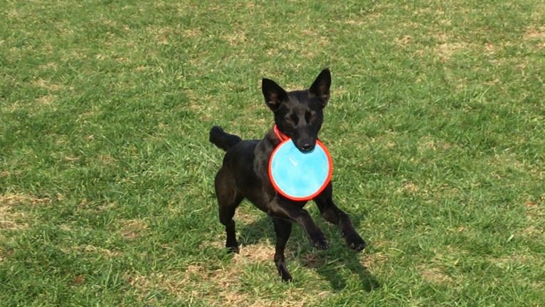 Pippy, a Boxer and German Shepherd Dog mix tested with EmbarkVet.com