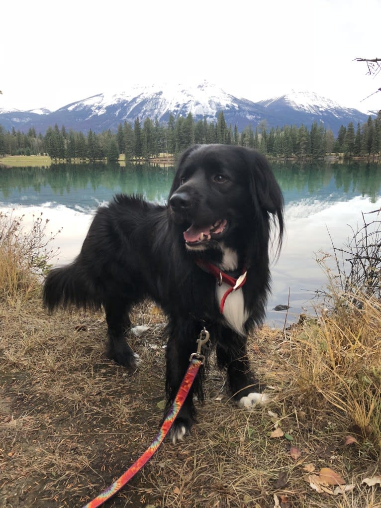 Beauregard, a Cocker Spaniel and Mountain Cur mix tested with EmbarkVet.com