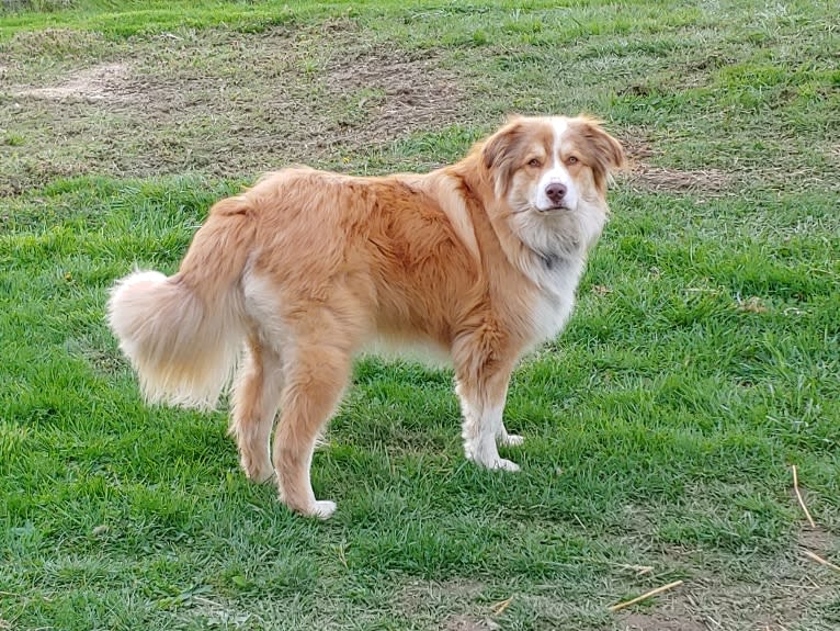 Bullet, a Great Pyrenees and Golden Retriever mix tested with EmbarkVet.com