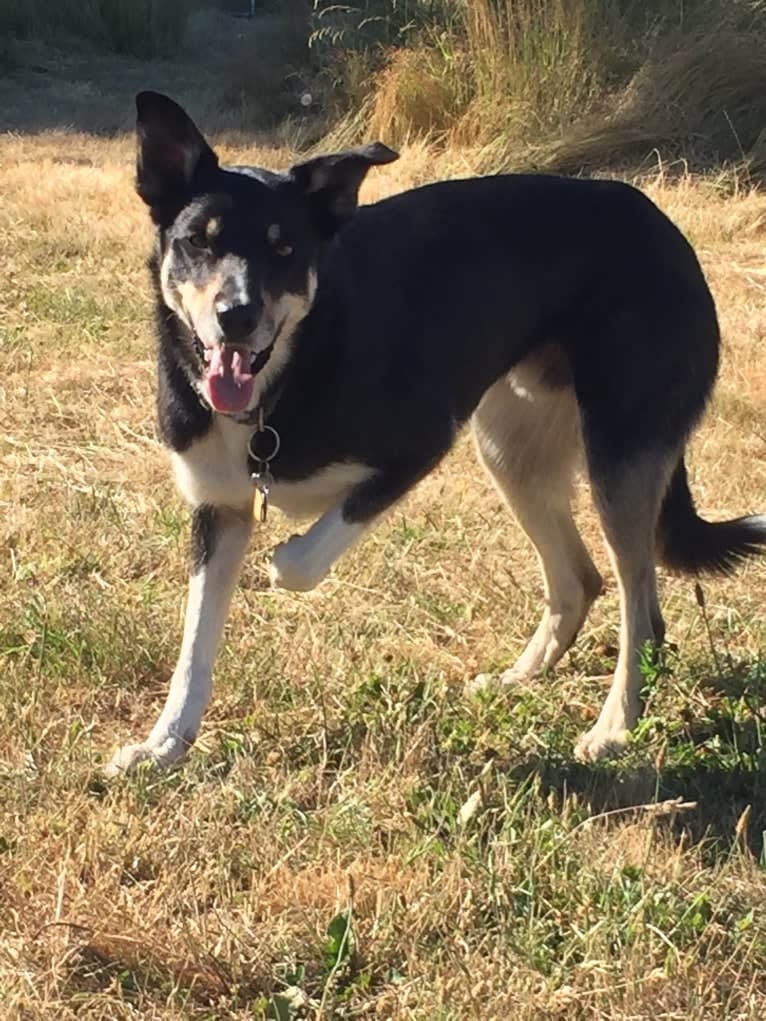 Ollie, a Border Collie tested with EmbarkVet.com