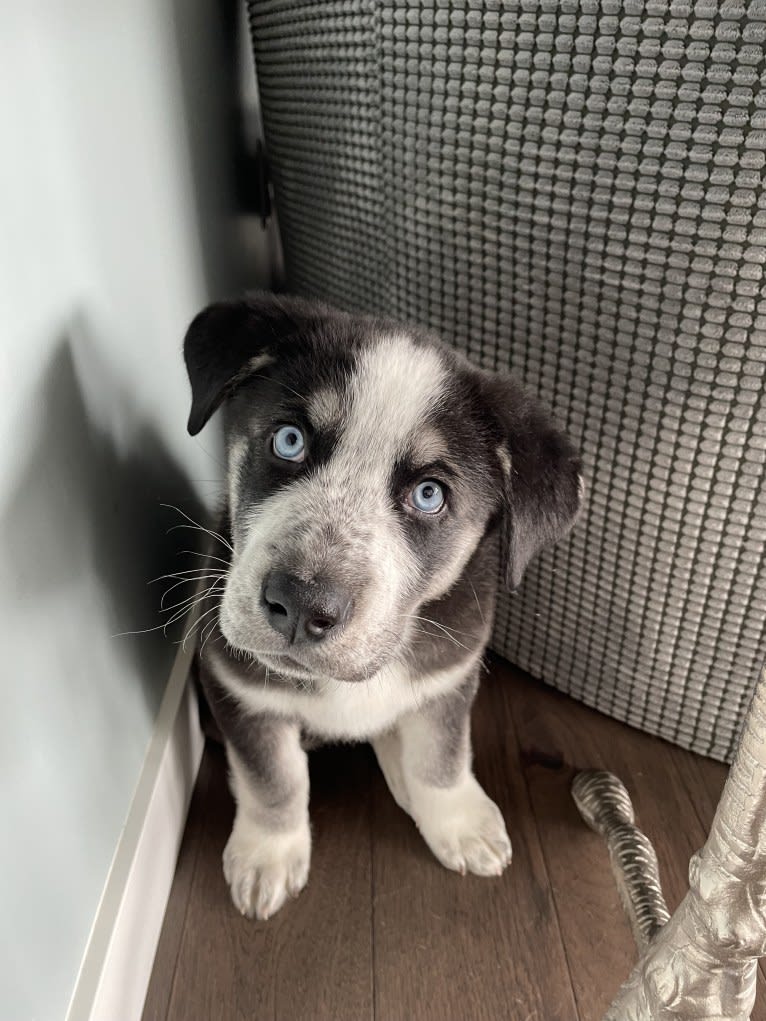 Blue, a Siberian Husky and German Shepherd Dog mix tested with EmbarkVet.com