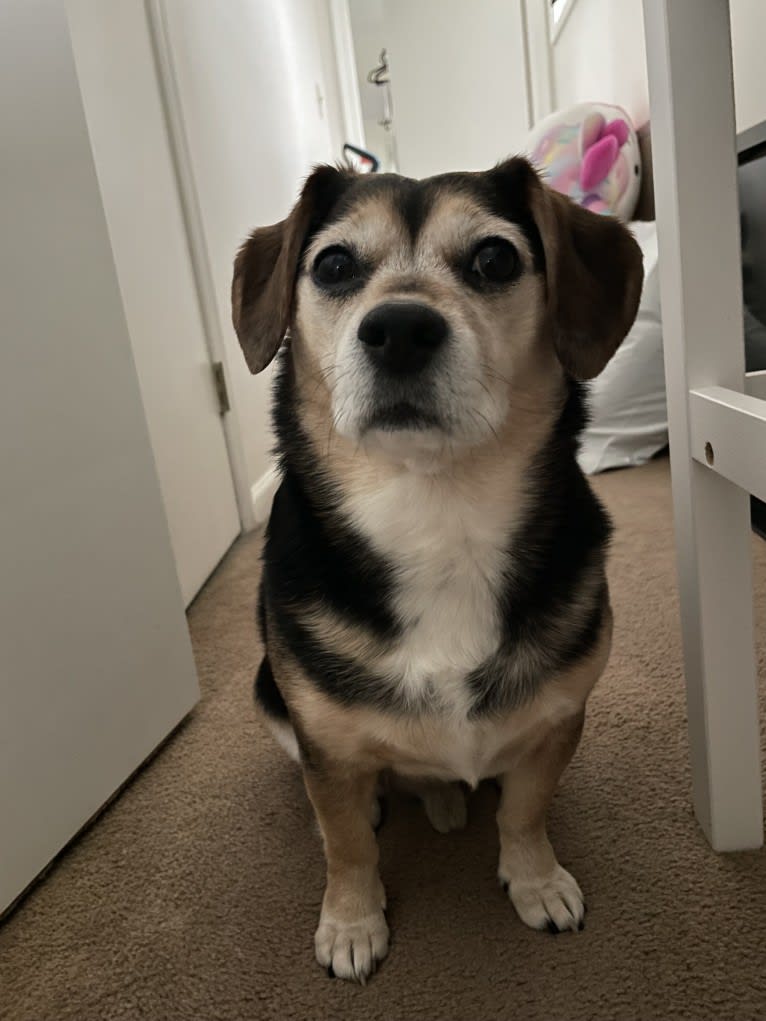 Harold, a Beagle and Miniature Schnauzer mix tested with EmbarkVet.com