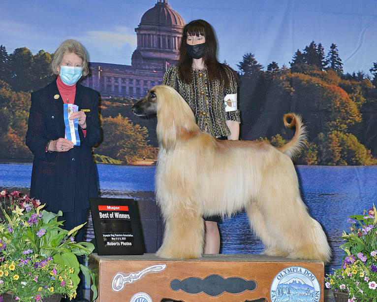 Bugatti, an Afghan Hound tested with EmbarkVet.com