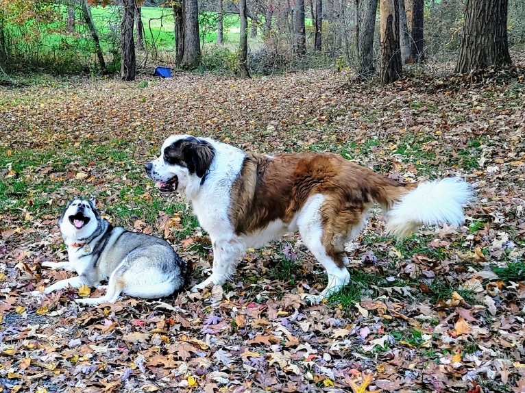 Thor, a Saint Bernard tested with EmbarkVet.com