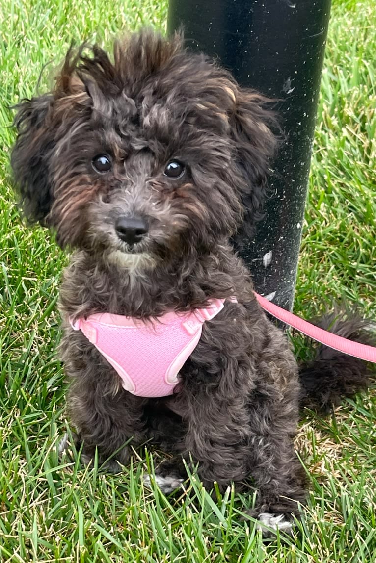 Sylvie, a Poodle (Small) and Yorkshire Terrier mix tested with EmbarkVet.com