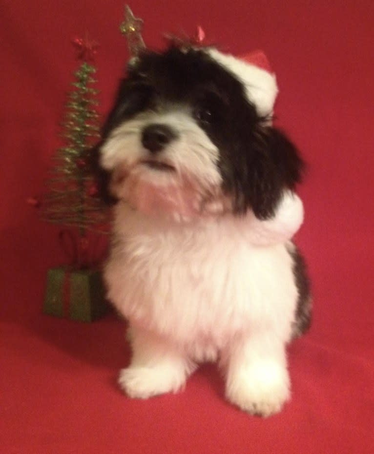 Phoenix, a Coton de Tulear tested with EmbarkVet.com