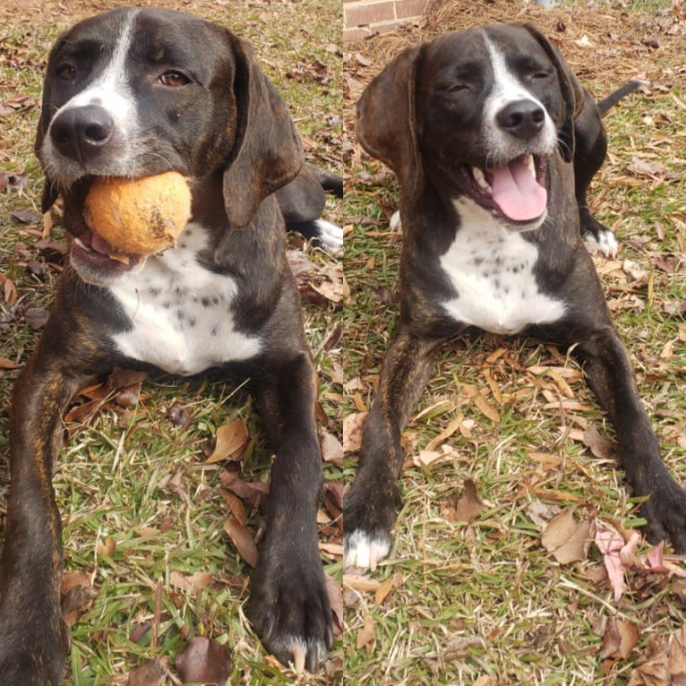 Banjo, an American Pit Bull Terrier and Plott mix tested with EmbarkVet.com