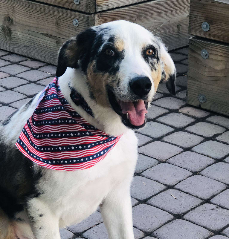Larry, an Australian Shepherd and Great Pyrenees mix tested with EmbarkVet.com