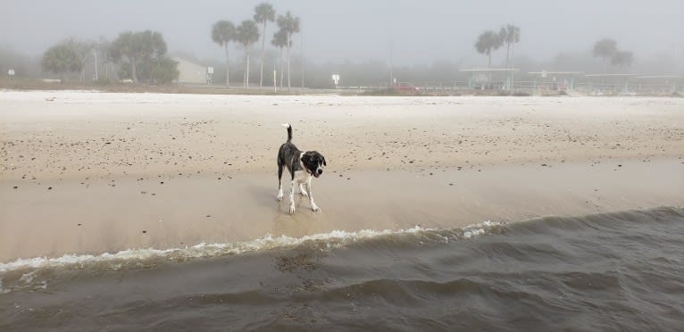 Oliver, a Great Pyrenees and American Pit Bull Terrier mix tested with EmbarkVet.com