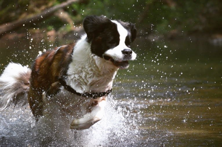 Sully, a Saint Bernard tested with EmbarkVet.com