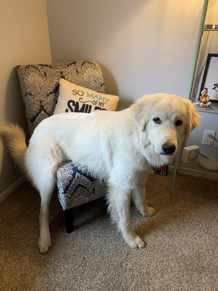 Tundra, a Great Pyrenees tested with EmbarkVet.com