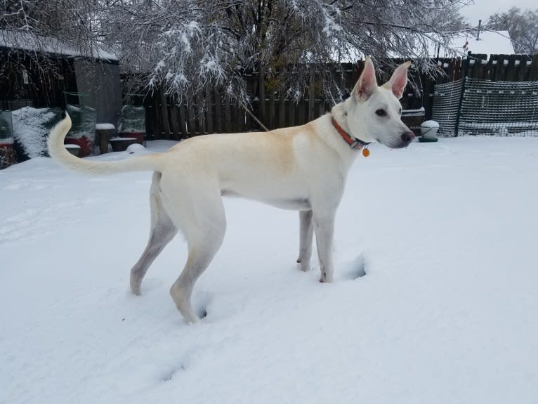 Ruger, a German Shepherd Dog and Labrador Retriever mix tested with EmbarkVet.com